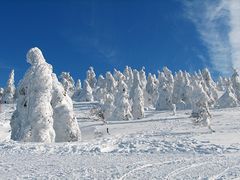 glyさんの樹氷の投稿写真1