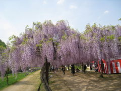 藤の花！ 81C15TWSkHL._UF350,350_QL50_.jpg