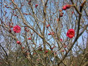 ���΂���̓��s���^���߂̓��e�ʐ^1