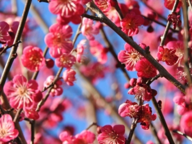 �M�C�~��_�M�C�~���̔~