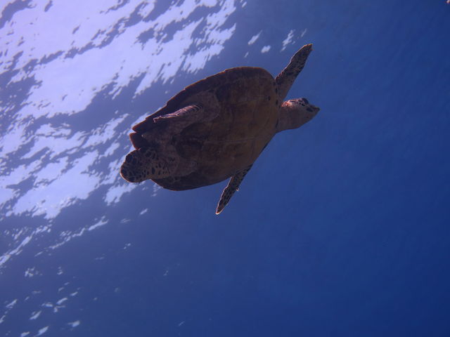 �J������_�X���[���C�t�}�����T�[�r�X