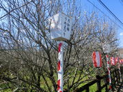 mimi����̌��m�~�̓��e�ʐ^1