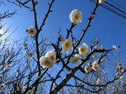 mimi����̌��m�~�̓��e�ʐ^2