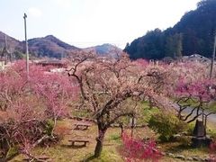 越生梅林 アクセス 営業時間 料金情報 じゃらんnet