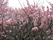 Ă̔~ьi򕌌򕌎sj̓eʐ^1