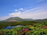 ���N�X����̃~���}�L���V�}�̓��e�ʐ^1