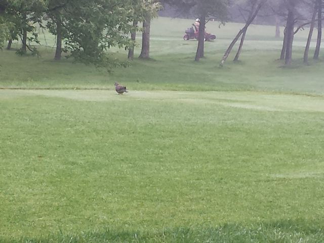 �R�[�X���ɖ쒹���E�E�E_�M�O�J���g���[�N���u