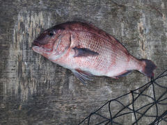 Ђ悱̊Cޖx@ނ̓Cւ̓eʐ^1