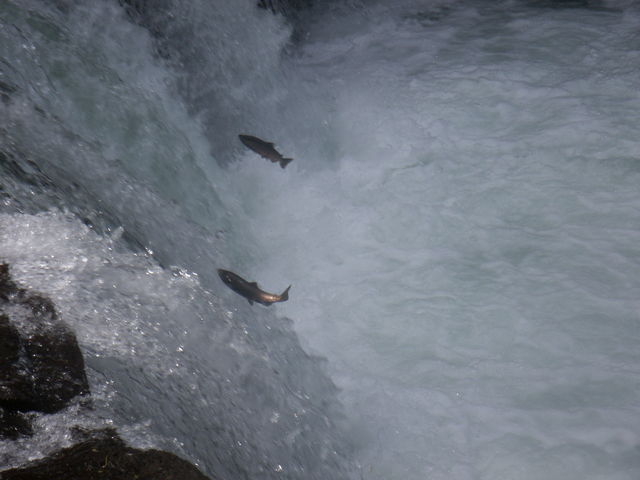 ������̑�