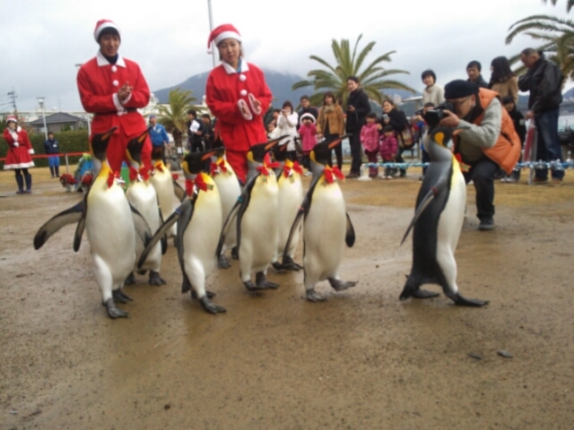 ペンギンのパレード_長崎ペンギン水族館