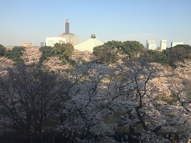 桜の季節_日本武道館
