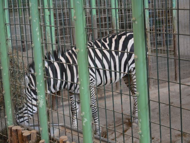 ���͖S���V�}�E�}_�~�R������