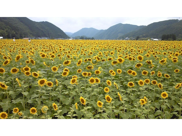 ����Ђ܂�蔨