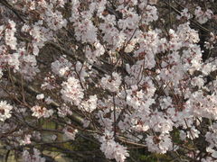 清洲公園の桜 アクセス 営業時間 料金情報 じゃらんnet