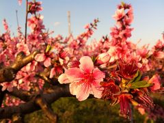 フリスビー50さんの紀の川市の桃の花（和歌山県）への投稿写真1