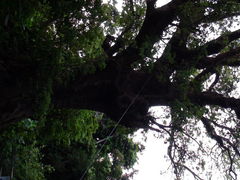 psome̎񗢋钬̑AJMւ̓eʐ^1