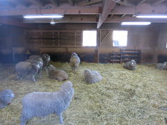 �����ۂ�r���u�W�]��̎ʐ^1