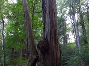 ̂񂱂́u̖SIv@ؑ]쌹̗@ؑ̓eʐ^1