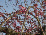 ߂ڂڂ̐ӔTؓ̓eʐ^1