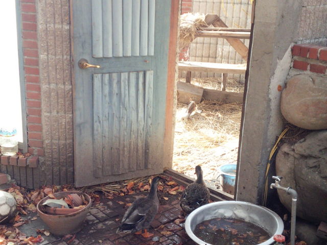 �A�q�������������I_�J�i�f�B�A���t�@�[��