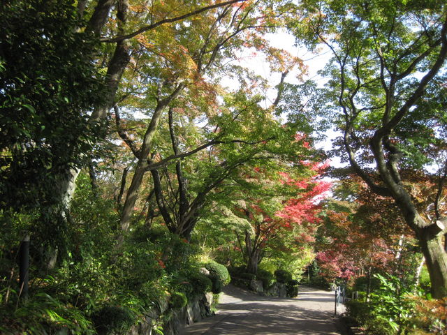 �g�t�̎U����_�A�T�q�r�[����R��R�����p��