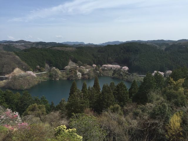 散り始めの桜がきれいです。_青蓮寺湖
