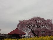 ����������̒������̂�������̓��e�ʐ^1