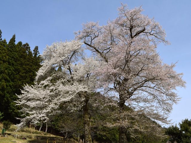 Q{͓̍i炵̂łEŔɃsNFقȂ܂B_c