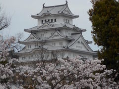 桜満開_姫路城の桜