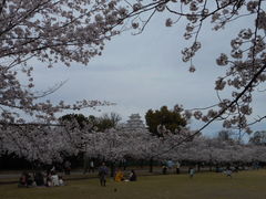 お花見_姫路城の桜