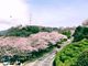 meiz9901さんの音戸の瀬戸公園の桜とツツジの投稿写真1