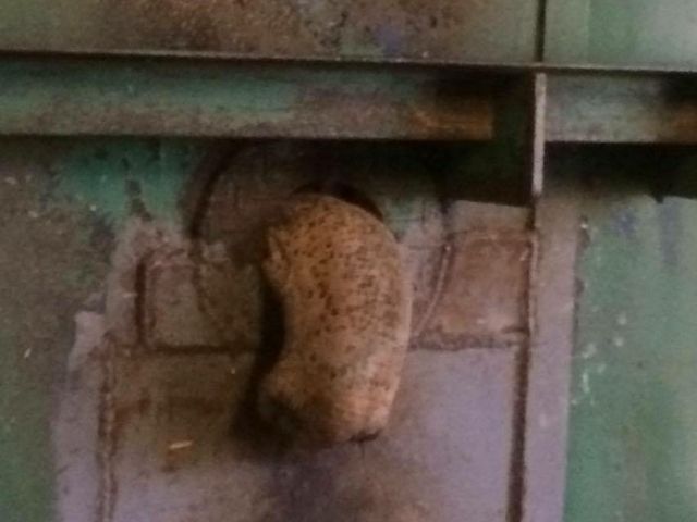 �i�i�̕@_���тЂ듮����