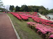 DX񂿂񂳂̋R̃ccW̓eʐ^1