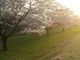 宇蘭さんの雫石川園地の桜並木の投稿写真1