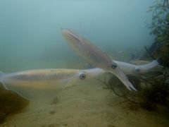 ݂̃_CrOVbvMIUւ̓eʐ^1