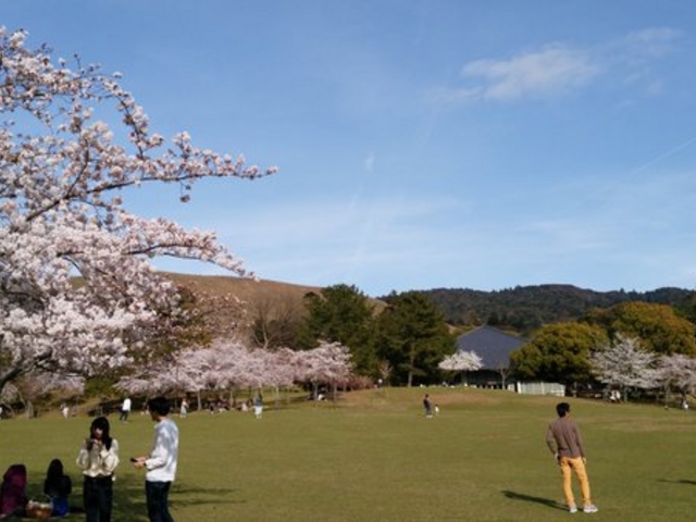 奈良公園の桜】アクセス・営業時間・料金情報 - じゃらんnet