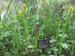 プーさんさんの泉自然公園の菖蒲の投稿写真1