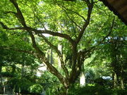 Ԃ񂳂̑勻P̃ccWE~W̓eʐ^2