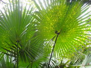 �z�[�v���u����̃r���E�̓��e�ʐ^1