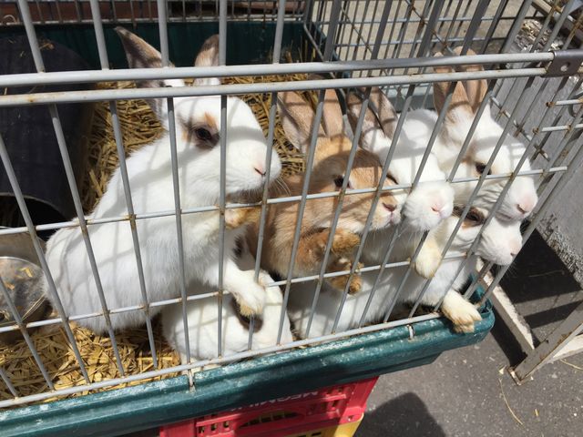 牧場にいるうさぎちゃんたち。_浅間牧場