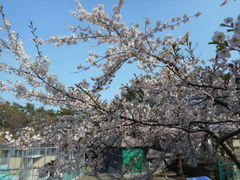 asukaさんの函館公園の投稿写真1