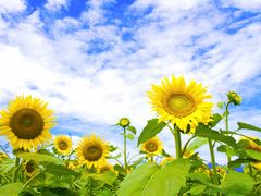 O`̎Rt[Z^[EnCW̑ւ̓eʐ^1