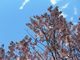asukaさんの登別の桜並木の投稿写真4
