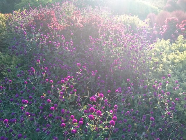 �t�����[�p�[�N�]��̈��_�t�����[�p�[�N�]��