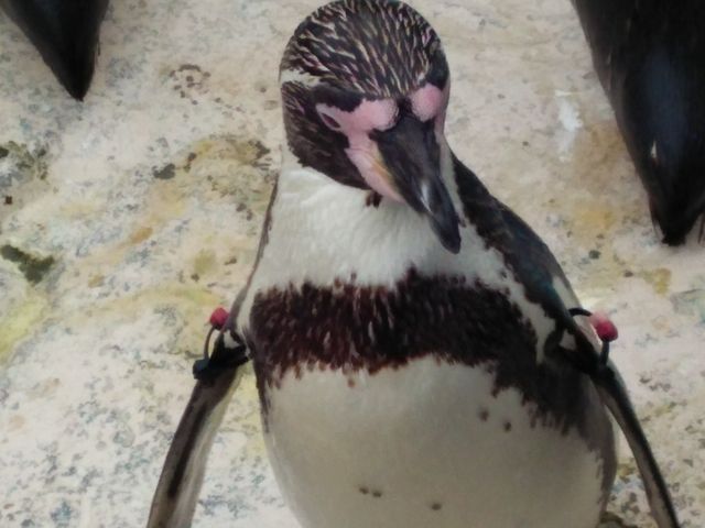 �y���M��❗_���֎s�������̂��������فE�C����