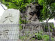 yotawanさんの犬塚のけやきの投稿写真1