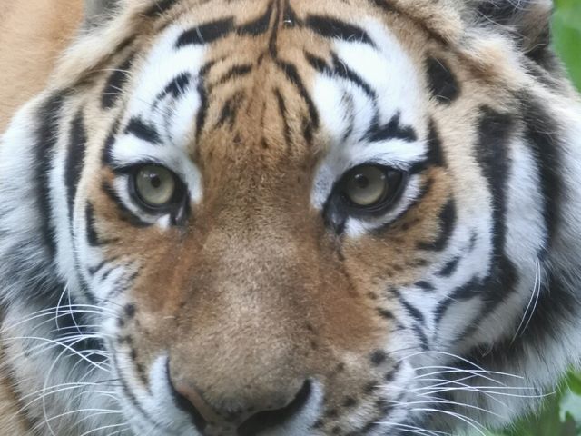 �A���[���g��_�~�R������