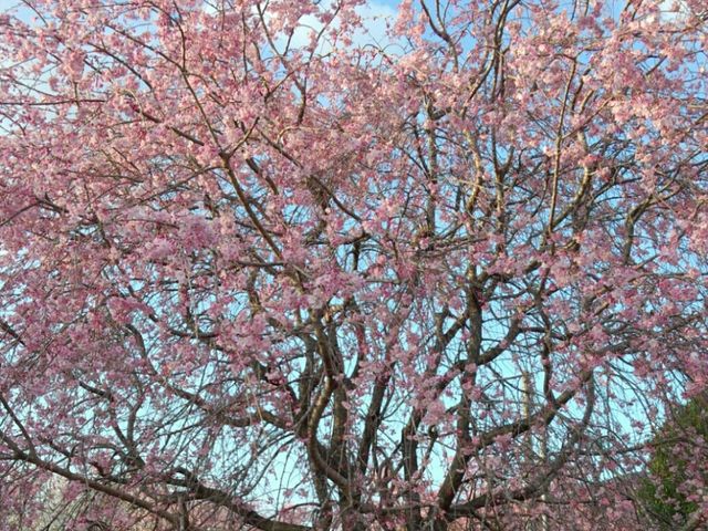 しだれ桜_観音池公園