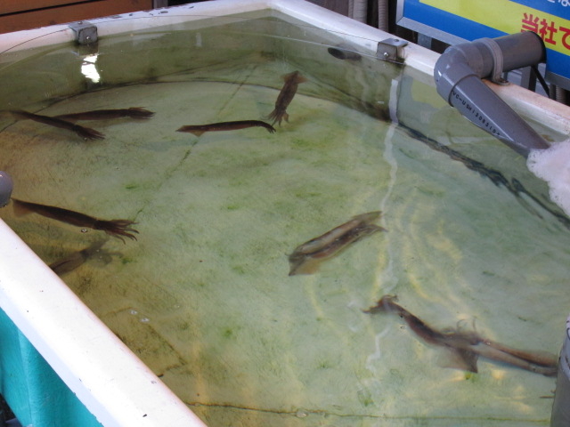 �����ł̃C�J����_���ْ��s