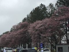 ��\�ԓ��H�����؂̎ʐ^1